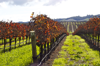 California Real Estate and Wine